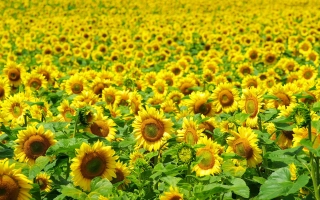 Поле подсолнечника ВЕЙДЕЛЕВСКИЙ 18