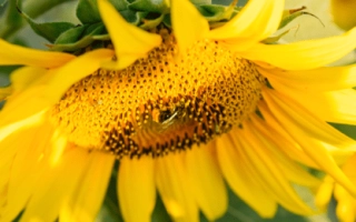 Sunflower in a field - VK 585