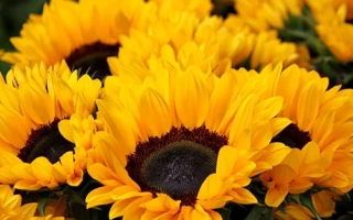 Bright sunflowers against a green background - VK 680