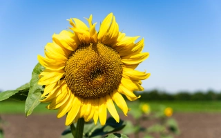 Соняшник на полі під синім небом - ВНІІМК 100