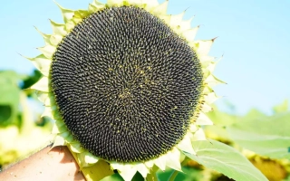 Волльтер СУ