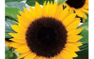 Пакет семян подсолнечника Воронежский 638 - ВОРОНЕЖСКИЙ 1