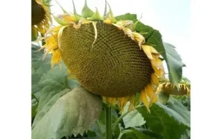 ВОРОНЕЗЬКИЙ 643