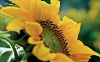 Соняшник на фоні зелені - ВПЕРЕД КЛП