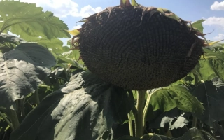 Созревший подсолнечник на поле - Заграва