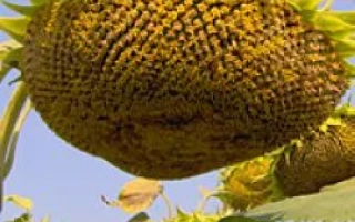 Созревший подсолнечник на поле - Запоризский 28