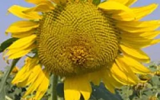 Солнцелист 32 на поле - Запоризский 32