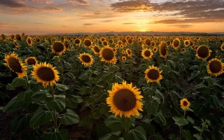 ЗКС Прогресія