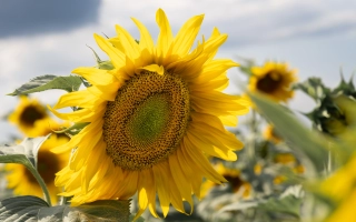 Соняшник на полі, без назви продукту - ЖС 12 А