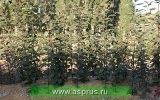 Измайловский