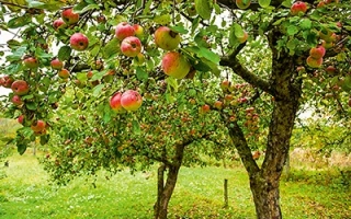 ТИМИРЯЗЕВЕЦ 9