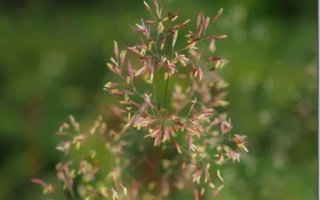 Сухоцвітка трави Полевица на зеленому фоні - ХЕРІОТ