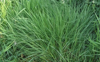 Рослина полевиця на фоні зелених листя - ВІК 2