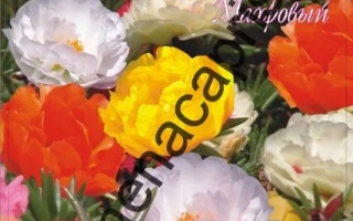 Княжеский Коврик Оранжевый