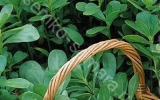 Кузьминский Семко