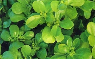 Восточная Закуска