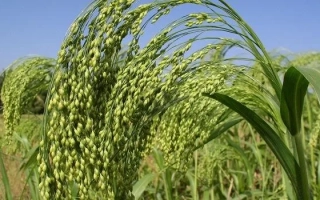 Поле проса Divovizhne на фоне голубого неба - Дивовижне