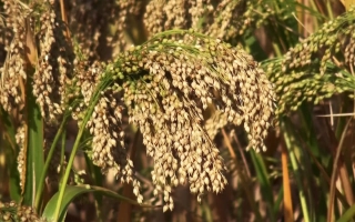 Харьковское 57