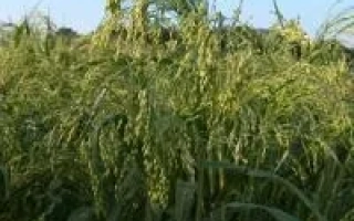 Поле проса на фоне голубого неба - Киевское 87