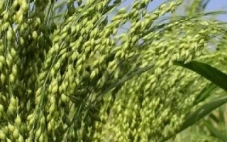 Степь с колосьями проса на фоне голубого неба - Константинивське