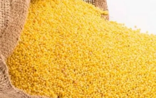 Желтые зерна проса высыпаются из мешка на белый фон. - Корнбергер Миттельфрюе