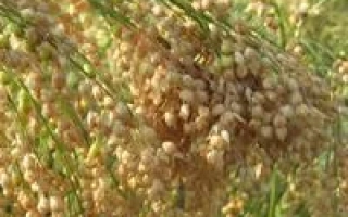 EARLY-YIELDING PROSO