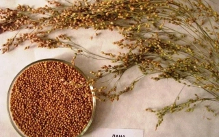 Крупный план проса Лана в стеклянной чашке с ветвями растения на фоне.