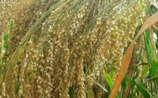 Золотистые колосья проса на фоне зелёных листьев - Незалежне