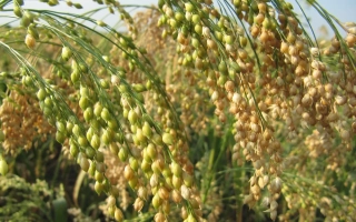 Степь с колосьями проса на фоне неба - Олитан