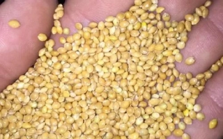 Желтые зерна проса в ладони - Омрияне