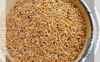 ORENBURGSKOE 20 PROSO