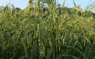 Поле проса на фоне неба - Особливе