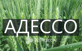 Зерно пшеницы АДЕССО на фоне поля