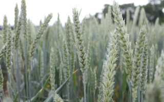 АФК Елит Грейн