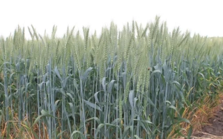 АФК ФУЛ Спайк