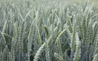 АФК Премиум