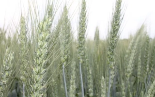 АФК Стабилити