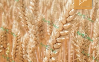 Ягидка одеская