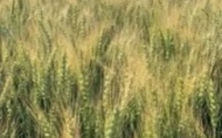 АГРОНОМИЧЕСКАЯ 5