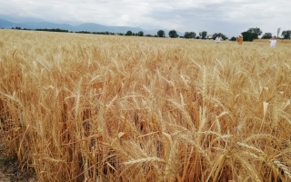 Айсберг Одеський