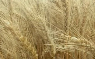 Альбатрос одесский / Альбатрос одеський