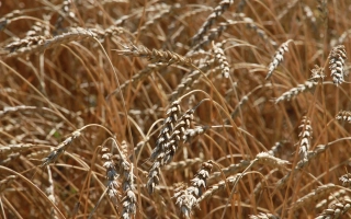 АЛТАЙСКАЯ 85