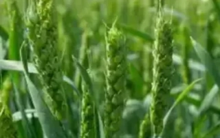 Алтайська Жнива