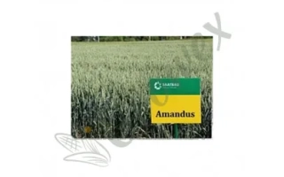 Амандус