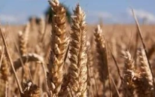 Поле пшеницы с колосками на фоне голубого неба - Артист