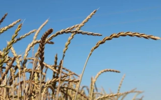 Аттергауер Дінкель