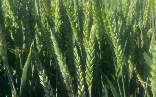 Поле пшеницы сорта Авеню