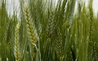 БГ Дуріамо 2С