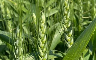 Поле пшеницы БГ Икона 2С