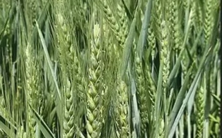 БГ Климатика